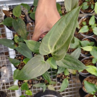 Anthurium papillilaminum hybrid