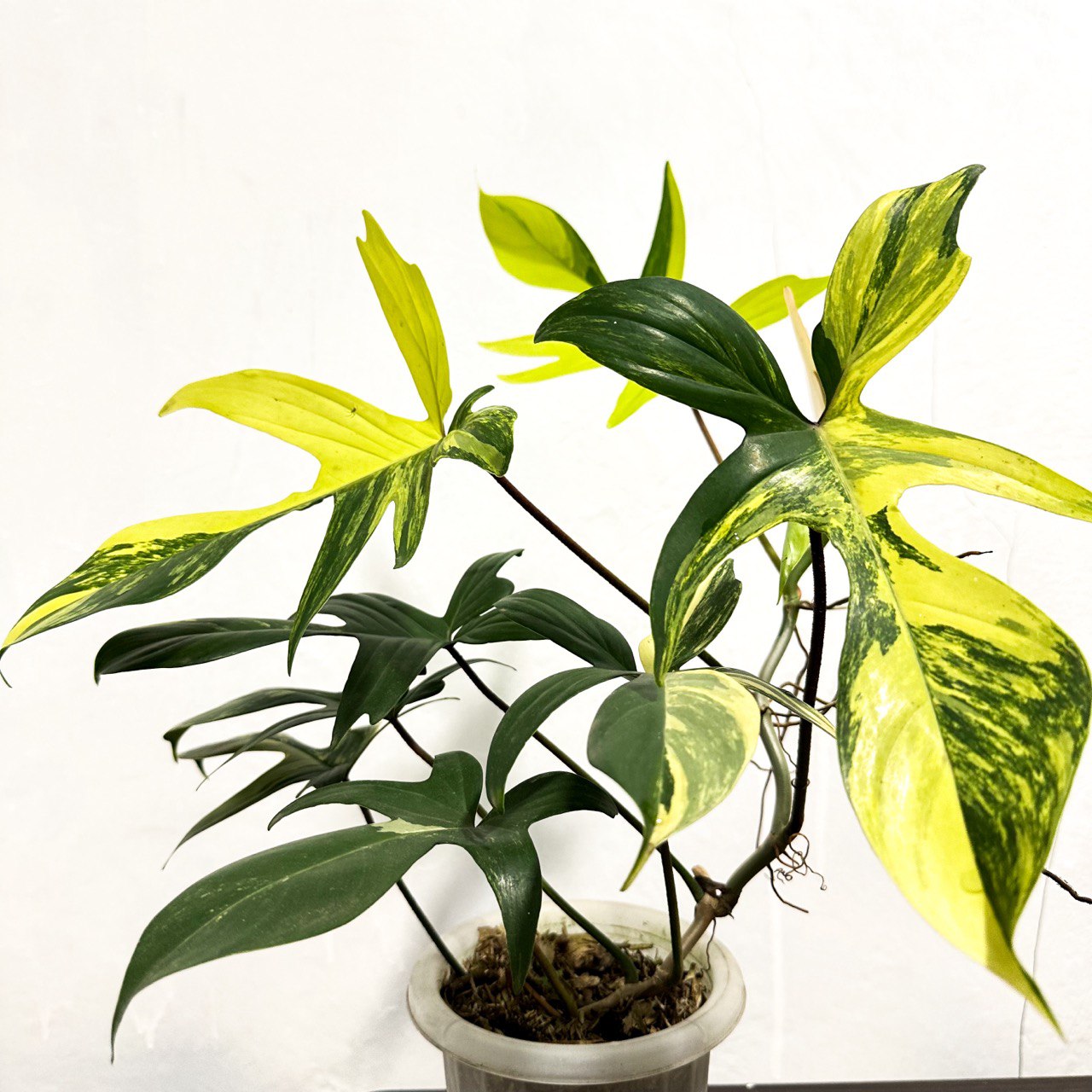 Florida beauty shops variegated philodendron