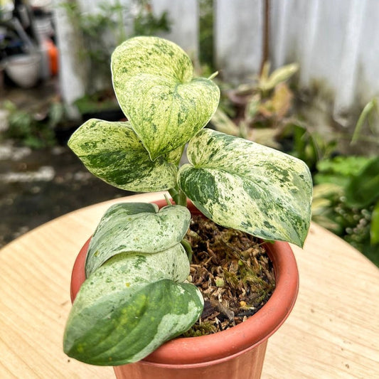 Scindapsus jade satin marble Queen