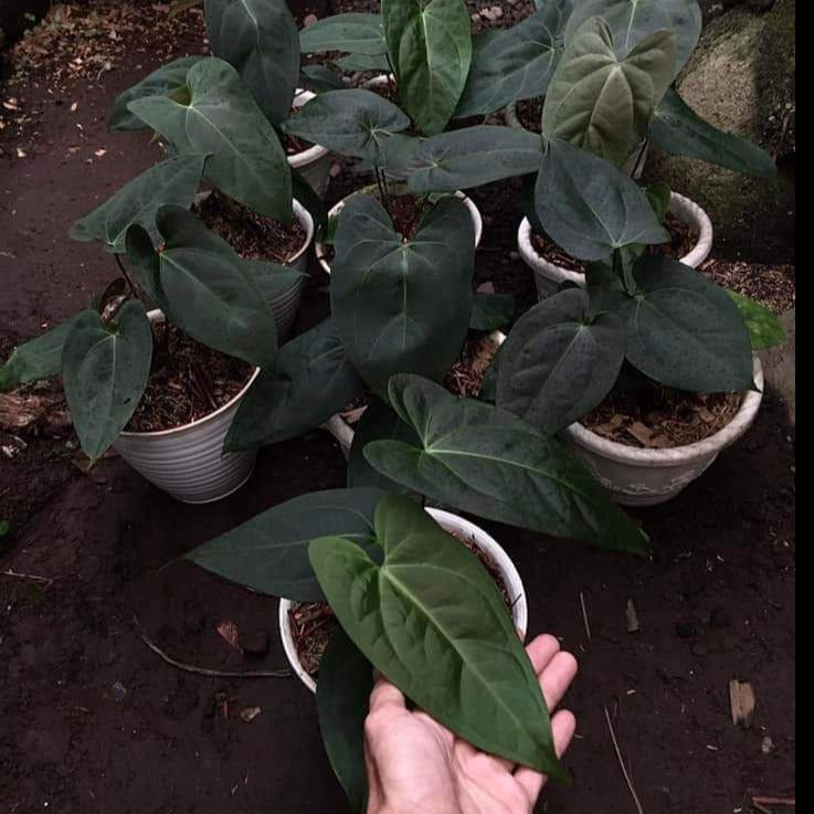 Package 10x Anthurium portilae x black widow