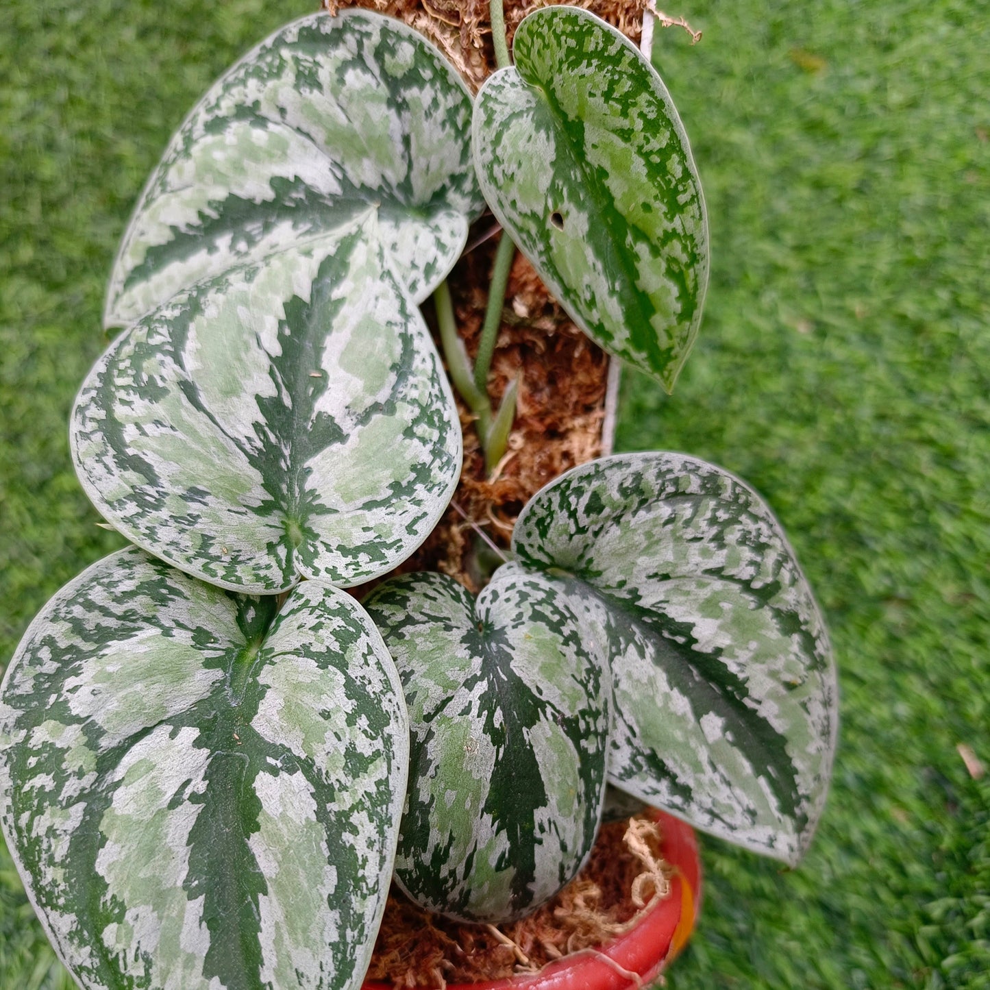 Scindapsus tricolor silver platinum