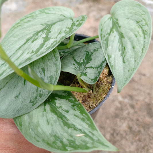 Scindapsus bogor beuty tricolor