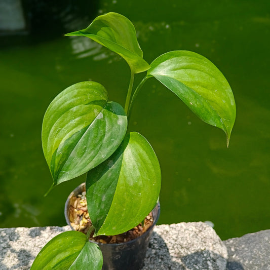 Scindapsus longispitatus green on green variegated