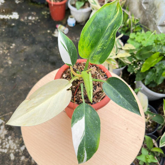 Philodendron green change variegated