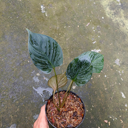 Package 10x Homalomena sp black borneo