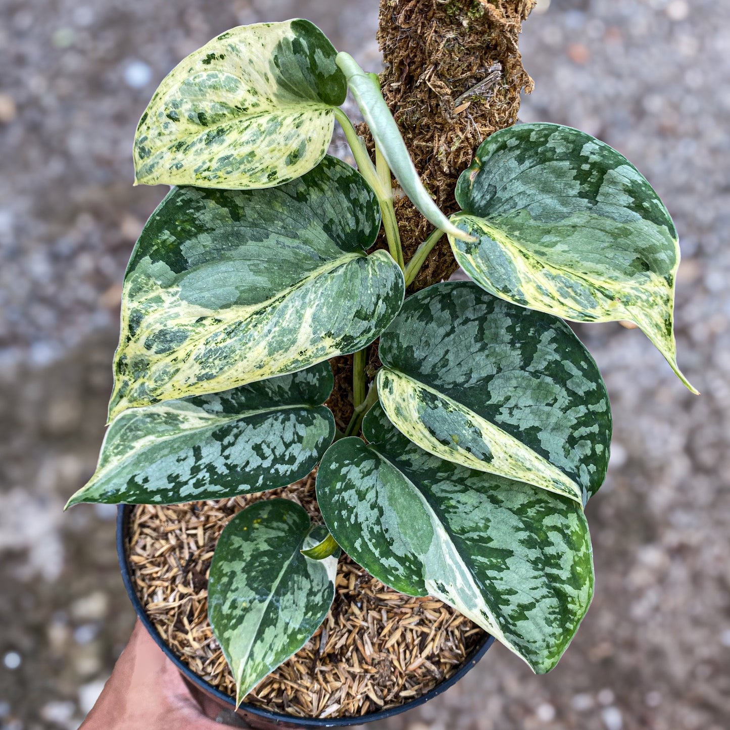 Scindapsus exotica marble no I'd