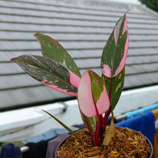 Philodendron pink princes f1