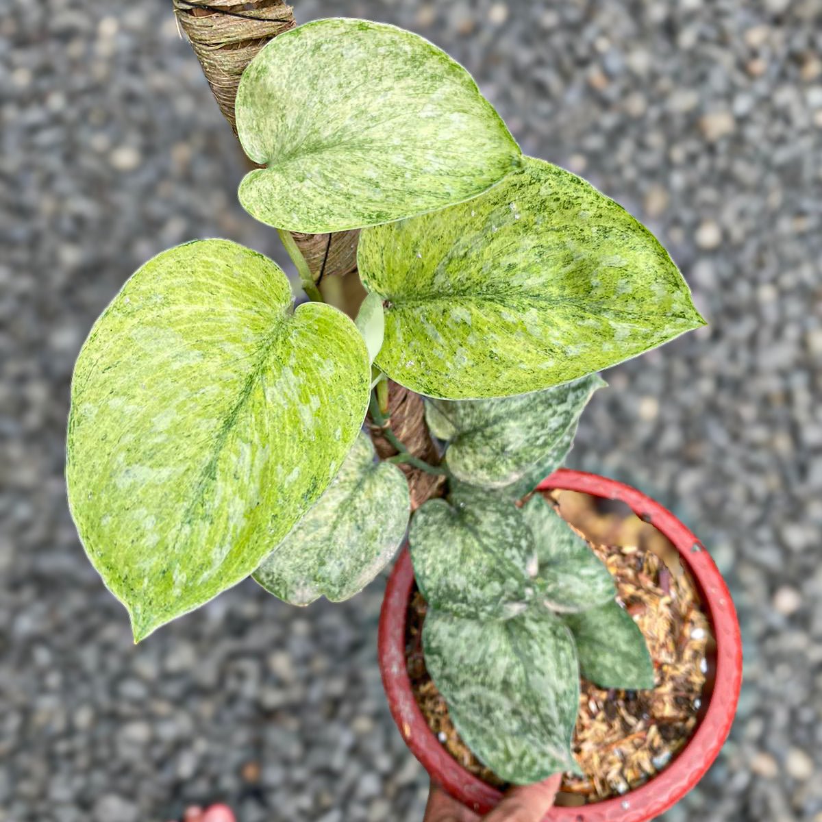 Scindapsus golden crown