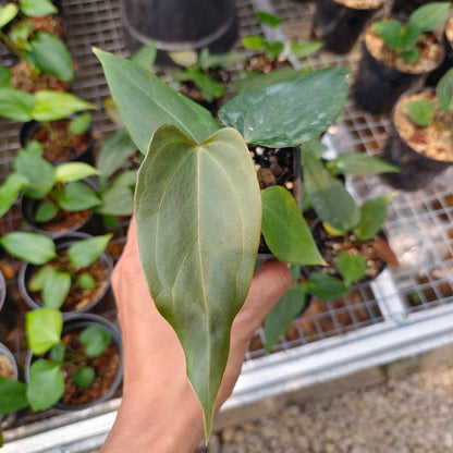 Anthurium papillilaminum hybrid