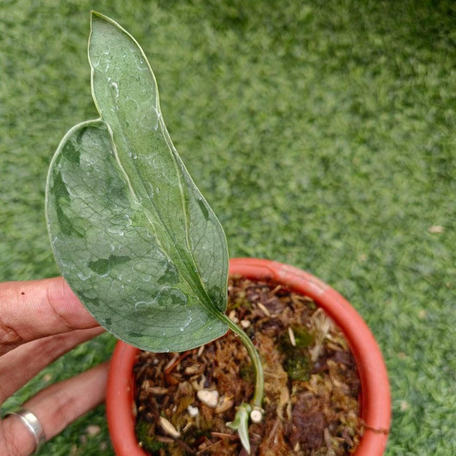 Scindapsus exotica variegated ( blue grey )