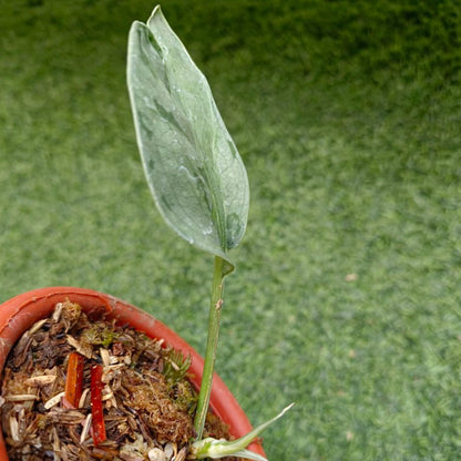 Scindapsus exotica variegated ( blue grey )