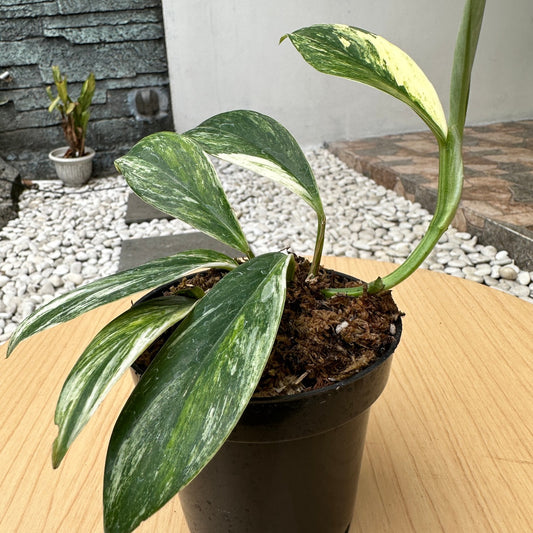 Rhapidhopora eliptifolia tricolor