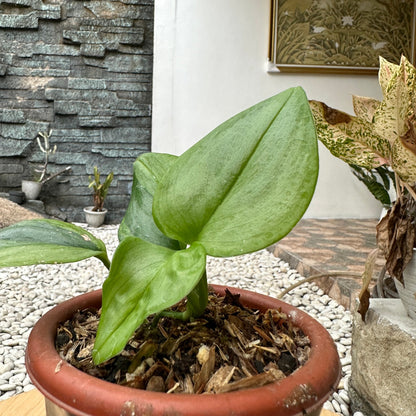 Scindapsus rubicon green on green variegata