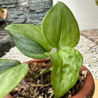 Scindapsus rubicon green on green variegata