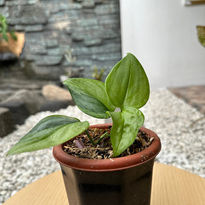 Scindapsus rubicon green on green variegata