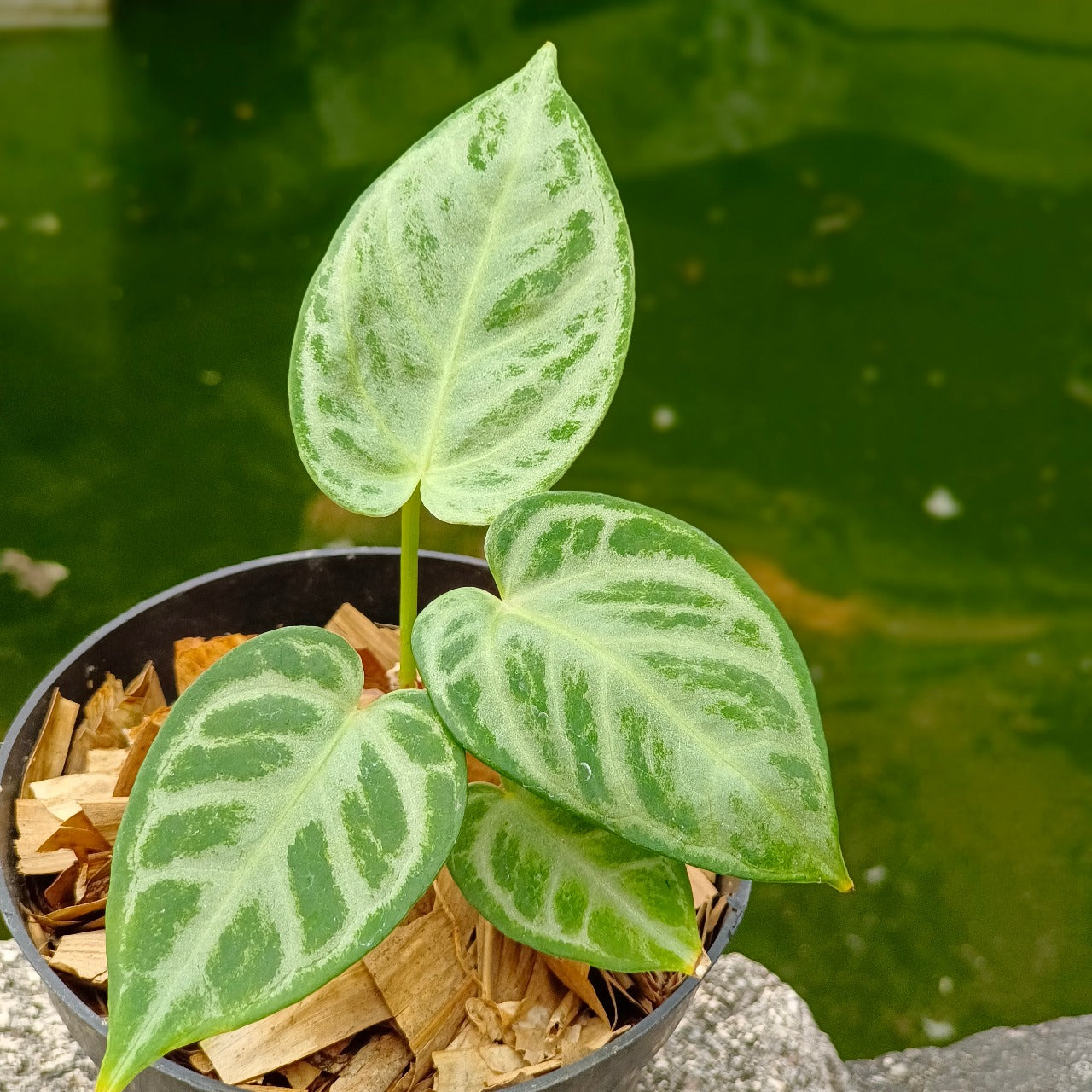 Anthurium silver brush