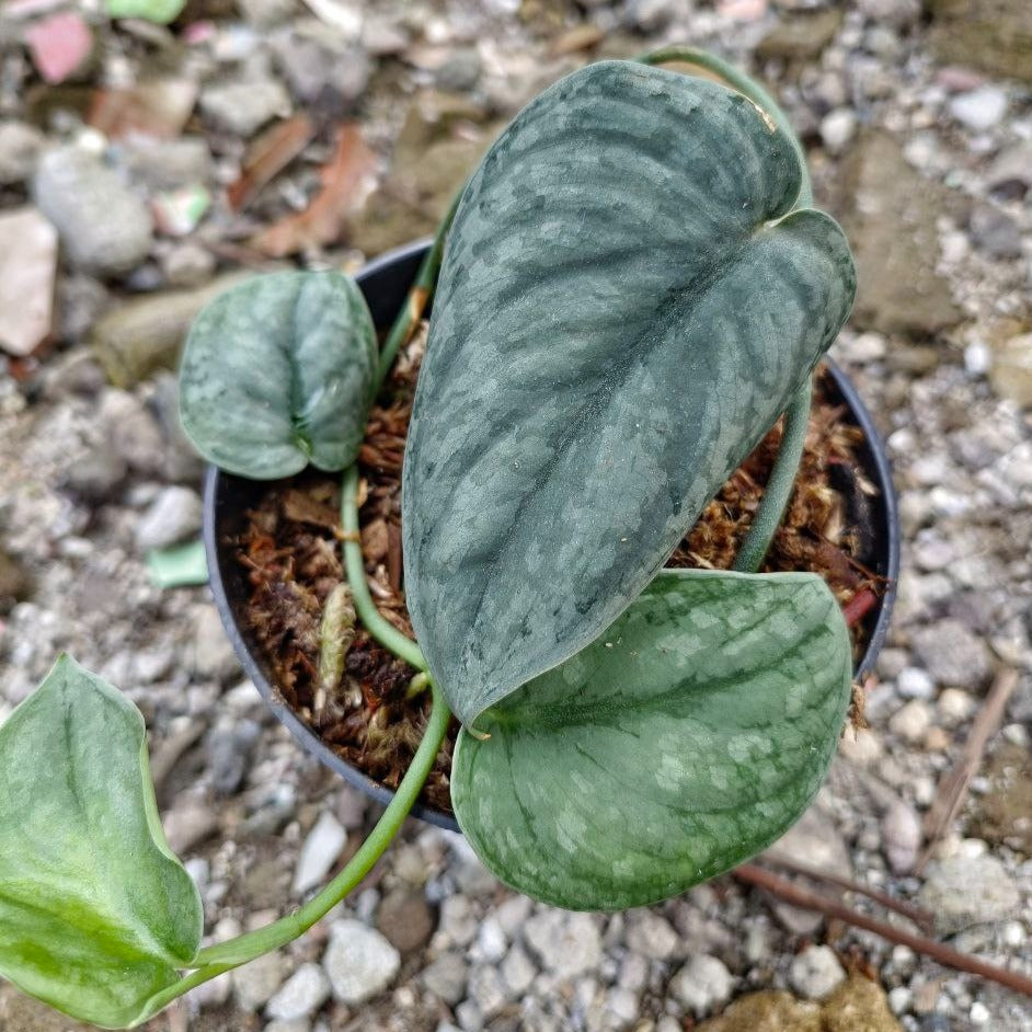 Scindapsus gray amazonica