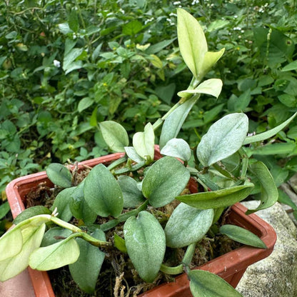 Rhapidhopora elyftifolia mint marble