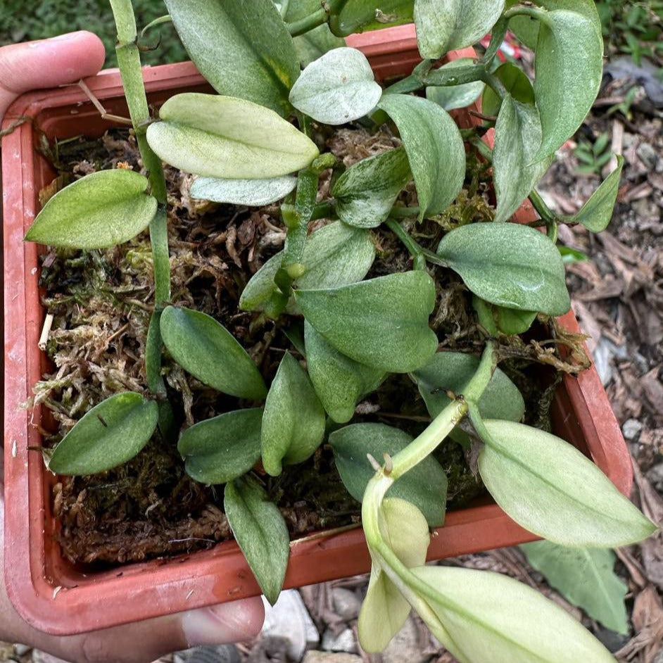 Rhapidhopora elyftifolia mint marble