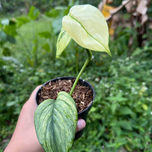 Scindapsus longispitatus yellow mint