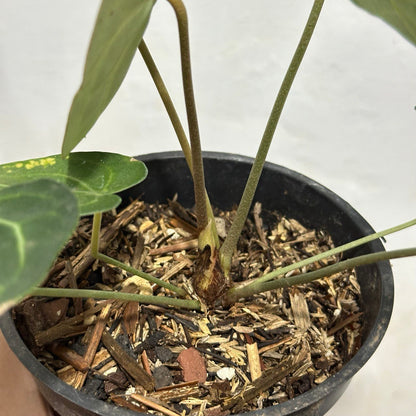 Anthurium clarinervium Indonesia