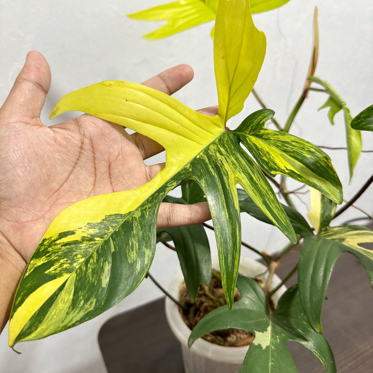 Stunning Philodendron Florida Beauty sold Variegated - Closing Down Sale