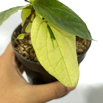 Piper ornatum variegated