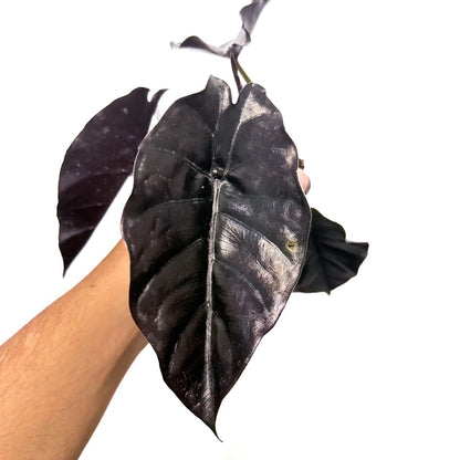 Alocasia azlanii black borneo