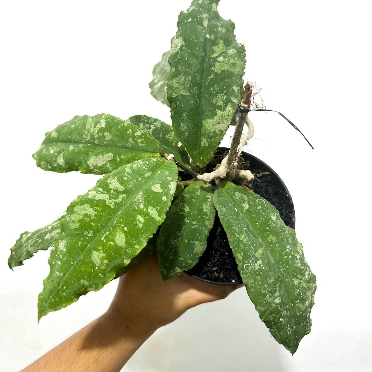 Hoya undulata