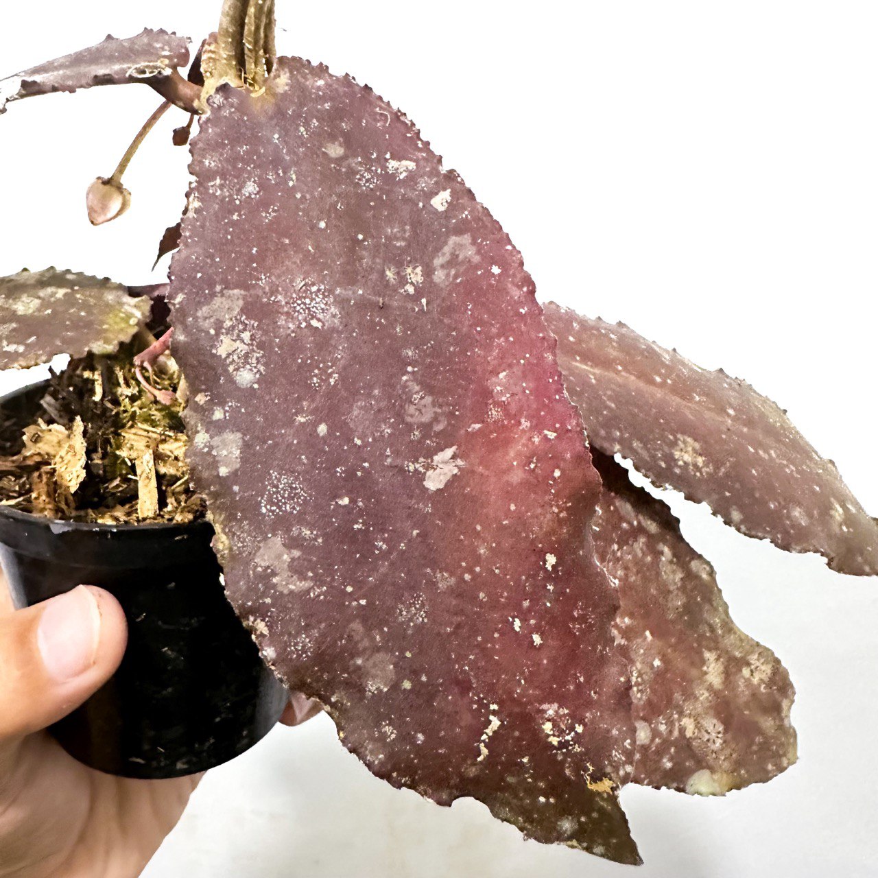 Hoya Red Undulata Ship By DHL Express Free Phytosanitary high quality Certificate & Free Anthurium Crystalinum