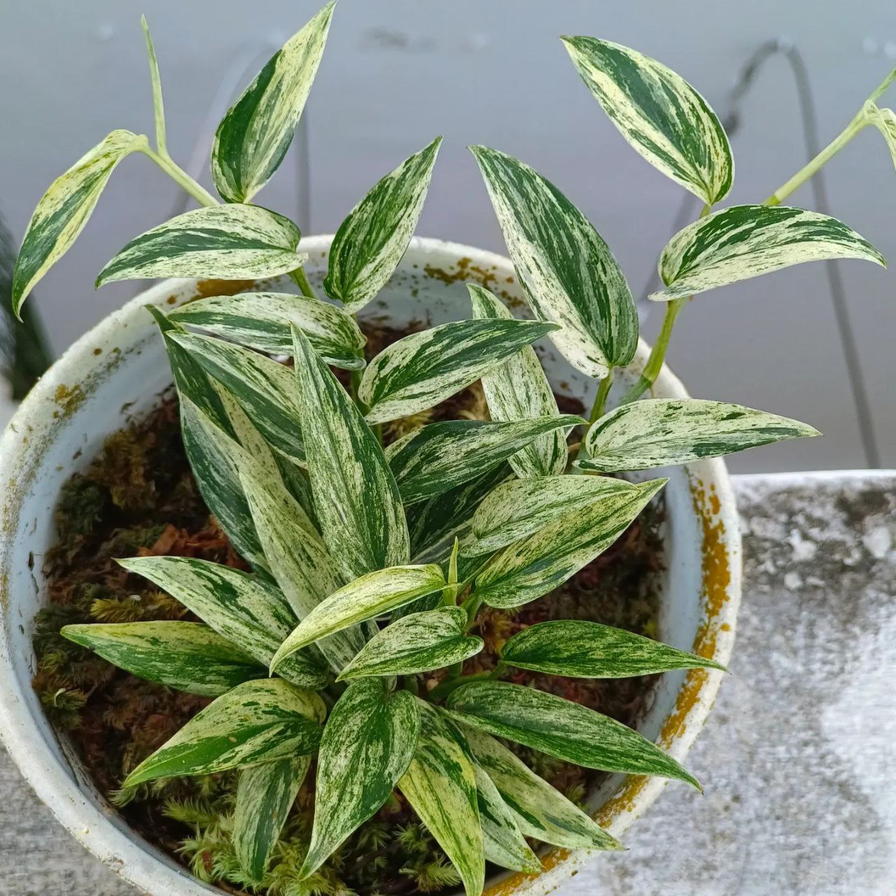 Scindapsus mutiara borneo