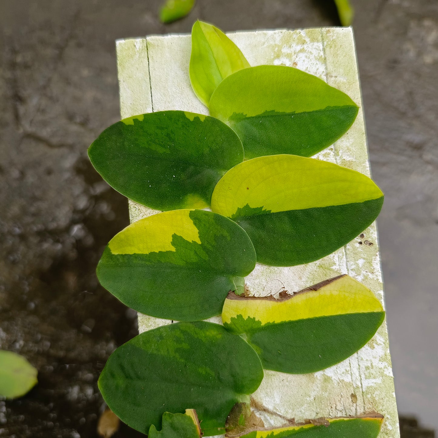 Rhaphidophora korthalsii variegated aurea